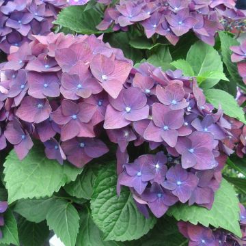 Hydrangea macrophylla Deep Purple Dance