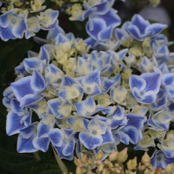 Hydrangea macrophylla Lady Fujiyo