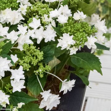 Hydrangea macrophylla 'Shooting Star'