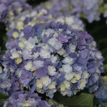 Hydrangea macrophylla Tea Time Together