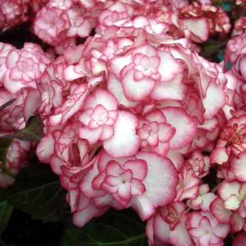 Hydrangea macrophylla Miss Saori