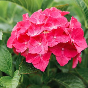 Hydrangea macrophylla Alpenglühen