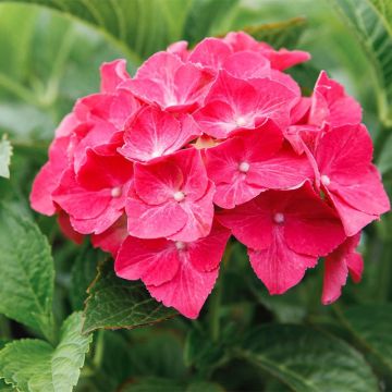 Hydrangea macrophylla Alpenglühen