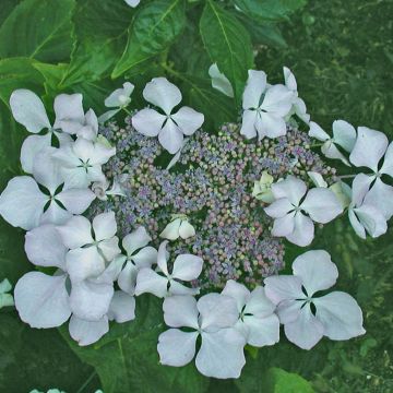 Hydrangea macrophylla Beauté Vendômoise