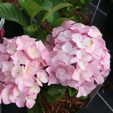 Hydrangea macrophylla Belle Séduction