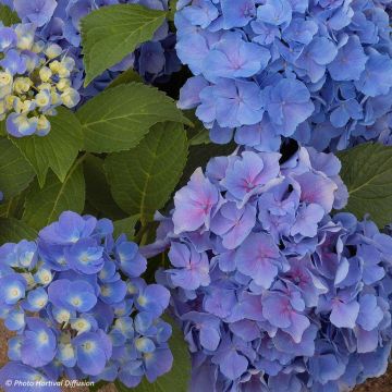 Hydrangea macrophylla Benelux (blue)