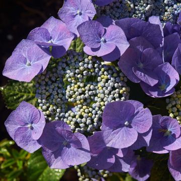 Hydrangea macrophylla Blaumeise