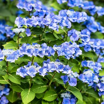 Hydrangea macrophylla Blue Sky