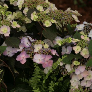 Hortensia - Hydrangea macrophylla Blueberry Cheesecake