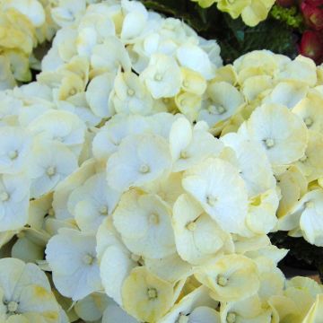 Hydrangea macrophylla Caipirinha