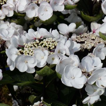 Hydrangea macrophylla Rendez-Vous Choco Chic