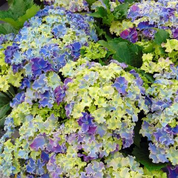 Hydrangea macrophylla Curly Sparkle Blue