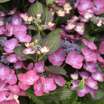 Hydrangea macrophylla Dark Angel Purple