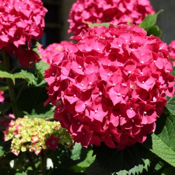 Hydrangea macrophylla Deutschland