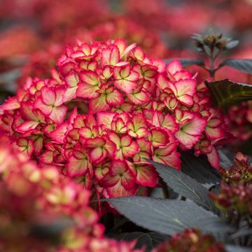 Hydrangea macrophylla Eclipse