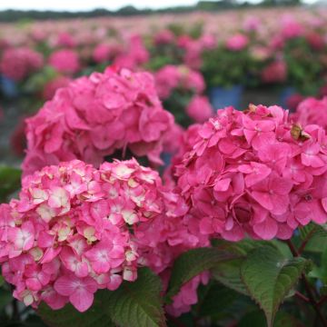 Hydrangea  macrophylla Endless Summer Bloomstar