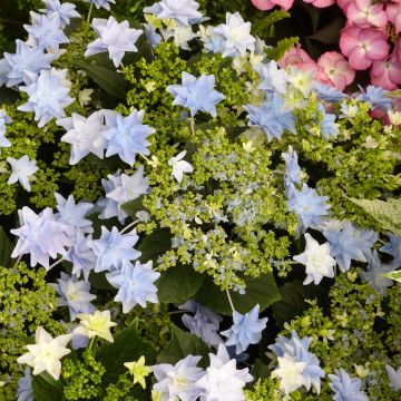 Hydrangea macrophylla Fireworks Blue