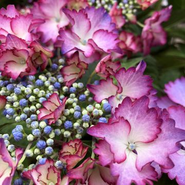 Hydrangea macrophylla Rendez-Vous French Cancan