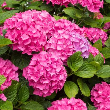 Hydrangea macrophylla Freudenstein D