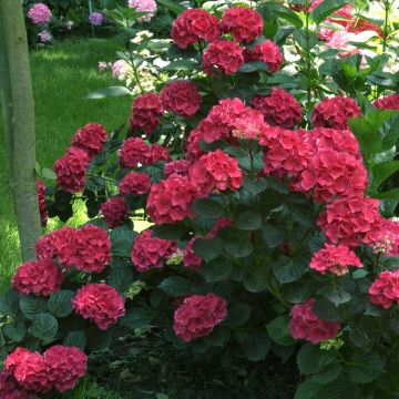 Hydrangea macrophylla Julisa