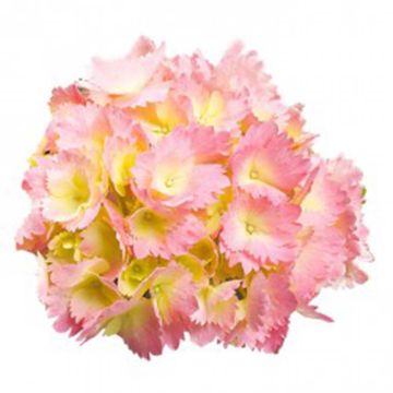 Hydrangea macrophylla Kumiko