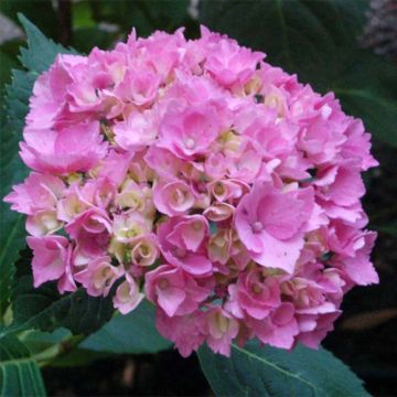 Hydrangea macrophylla La Marne