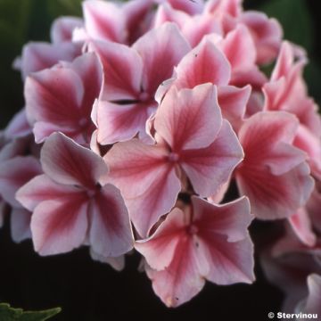 Hydrangea macrophylla Frau Nobuko