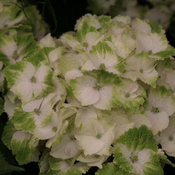 Hydrangea macrophylla Magical Noblesse