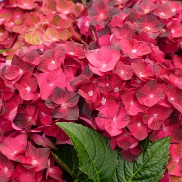 Hydrangea macrophylla Ruby Tuesday