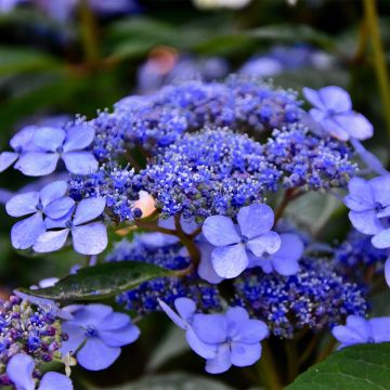 Hydrangea macrophylla Mariesii Perfecta