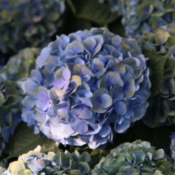 Hydrangea macrophylla Mathilde Gutges