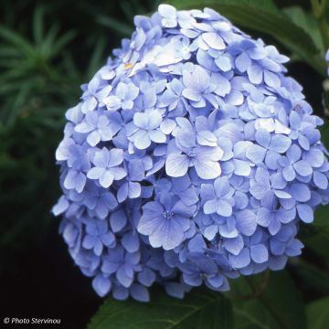 Hydrangea macrophylla Mousseline