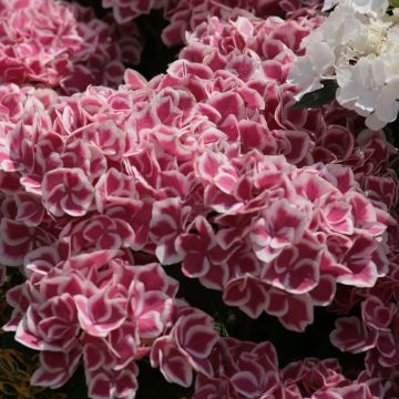 Hydrangea macrophylla Red Ace