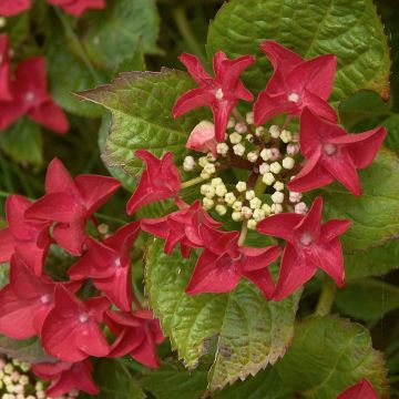 Hydrangea macrophylla Rotschwanz