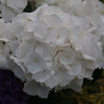 Hydrangea macrophylla Schneeball