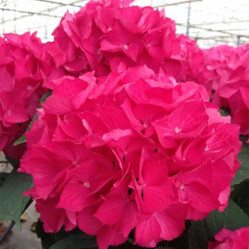 Hydrangea macrophylla Selma