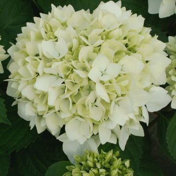 Hydrangea macrophylla Soeur Thérèse (Petite Sœur Thérèse de l'Enfant Jésus)