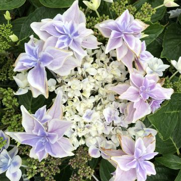 Hydrangea macrophylla Star Gazer