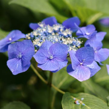 Hydrangea macrophylla Teller Blue