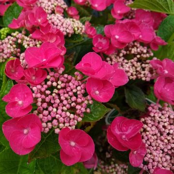 Hydrangea macrophylla Teller Red