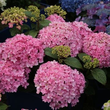 Hydrangea macrophylla Umbrella