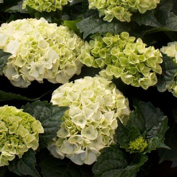 Hydrangea macrophylla Wudu
