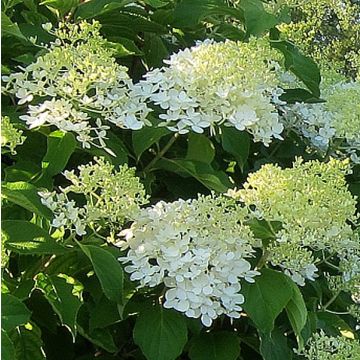 Hydrangea paniculata Bombshell