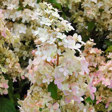 Hydrangea paniculata Confetti