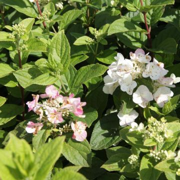 Hydrangea paniculata Darts Little Dot