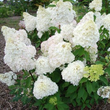 Hydrangea paniculata Diamantino