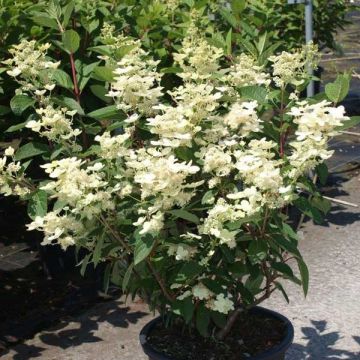 Hydrangea paniculata Early Sensation