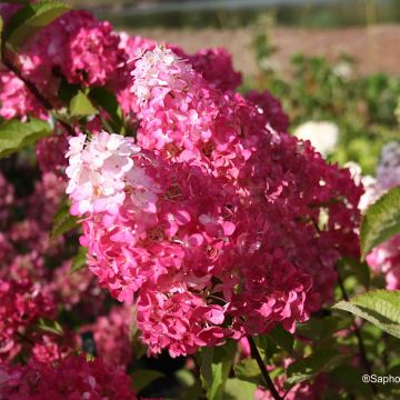 Hydrangea paniculata Fraise Melba ® Renba