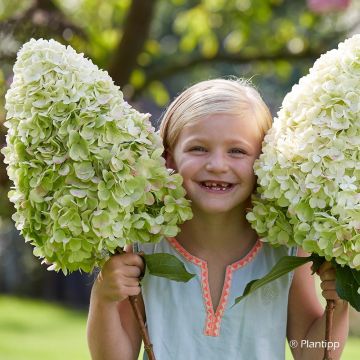 Hydrangea paniculata Hercules