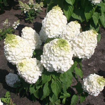 Hydrangea paniculata Magical Mont Blanc